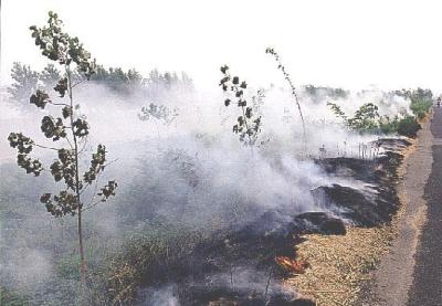 图文:洪泽湖大堤树木被烧 严重威胁大堤安全(2