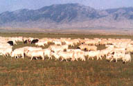 图文:风吹草低见牛羊--畜牧业发达的内蒙古_国