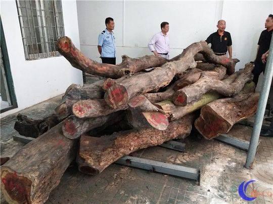 被砍伐后保管起来的木材。