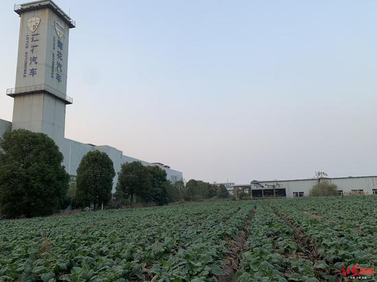 杭州青年莲花工厂空地已经种了菜