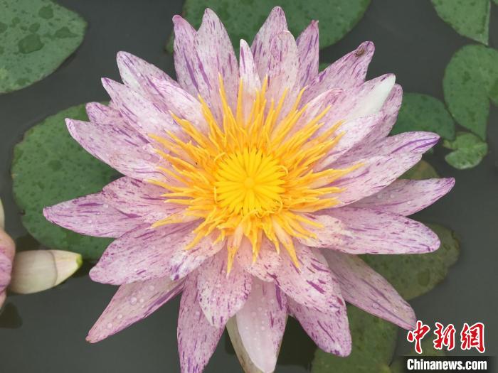 “英仙座流星雨”是中国育种家育出的中大型跨亚属品种。　古猗园供图