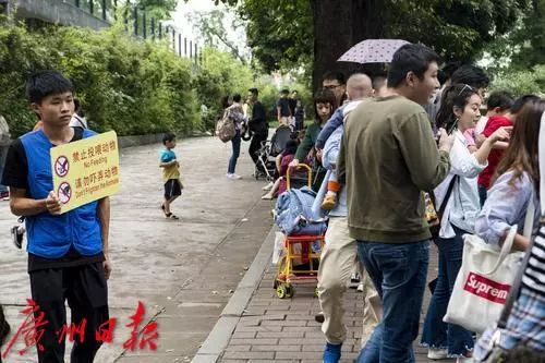 这群浣熊“胖出天际”，广州动物园：别再这样做了，会生病的！