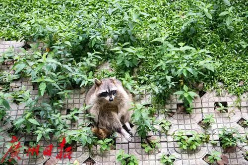 这群浣熊“胖出天际”，广州动物园：别再这样做了，会生病的！