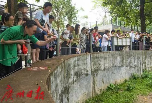 这群浣熊“胖出天际”，广州动物园：别再这样做了，会生病的！