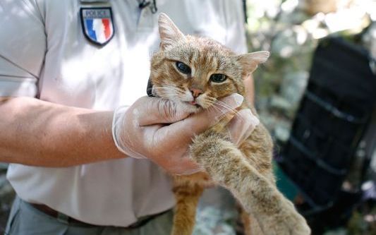 法国发现新物种"猫狐"中国网友:这不是橘猫么