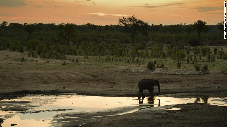 养不起了 津巴布韦加快出售野象,呼吁恢复象牙贸易:野象有多快