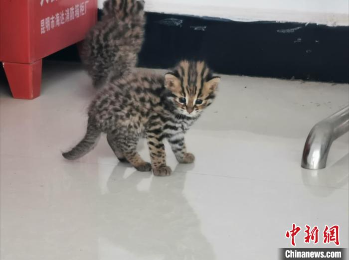 云南一村民地里捡回三只“小猫咪” 发现是国家保护动物