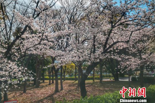 黑龙江清明假日旅游市场日本赏樱线路火热