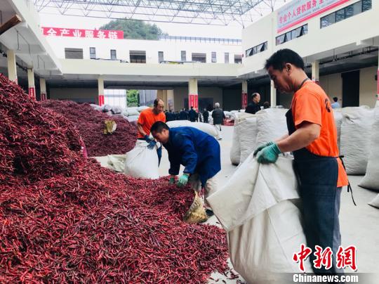 探访中国辣椒城：从海外收购辣椒再销往世界各地