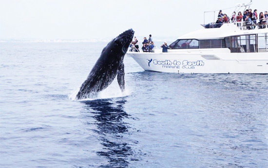 游客在日本冲绳参加“South to South赏鲸之旅”。许多日本年轻人没吃过鲸肉，也不觉得重启商业捕鲸有何必要，英国路透社称，他们认为与其招致外国人的反感，不如用欢迎游客赴日“撸鲸”的方式振兴旅游业。