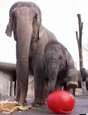 图文:瑞士小母象庆祝一岁生日_社会新闻