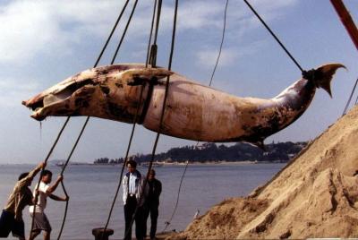 图文:厦门又一鲸鱼标本将制成展出_社会新闻