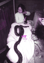 少妇与蛇同居一室追踪:蛇女引起商家兴趣(附图