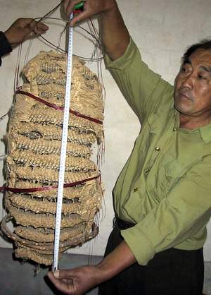 图文:山东惠民县一农民家里发现罕见特大马蜂