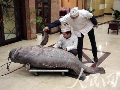 图文:罕见的特大石斑鱼 重达200多公斤体长2米