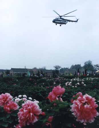 图文:坐直升飞机赏荷泽牡丹_社会新闻