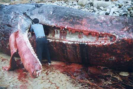 图文:解剖人员切割抹香鲸的舌头