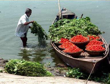 图文:孟加拉农民用小船运蔬菜_社会新闻