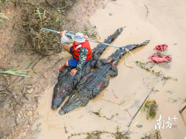 广东茂名养殖场出逃鳄鱼已抓回58条，众人抬鳄上车