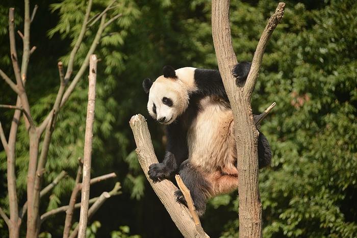 芬兰动物园计划提前归还旅芬大熊猫，动物园园长：这是一个艰难的决定 (http://www.lingxun.net.cn/) 国际 第1张