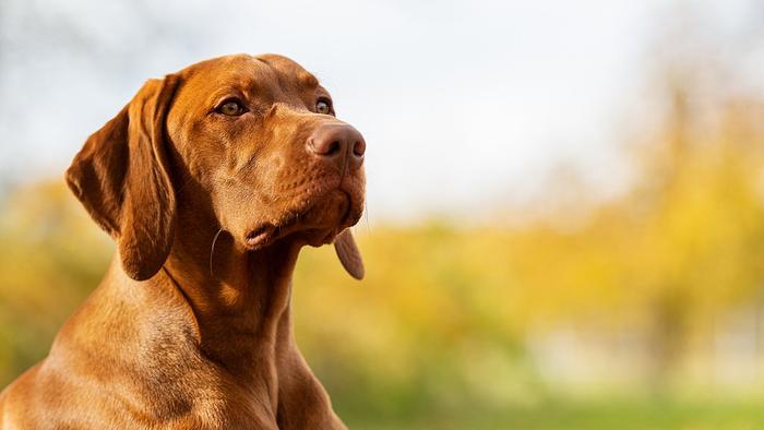 智利研制出犬用绝育针，注射后可保证狗狗一年内处于绝育状态 (http://www.cstr.net.cn/) 国际 第1张