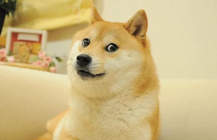 缩写Doge，马斯克将要领导的这个“政府效率部”是啥？ (http://www.cnwts.cn/) 国际 第2张