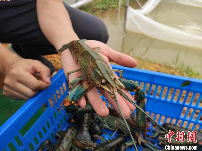 小小山村养出“贵族虾” 广西柳州澳洲龙虾基地年产值约百万