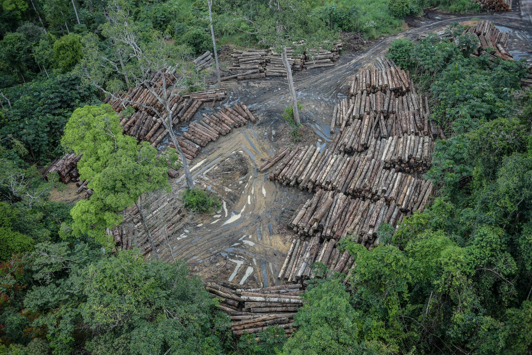 亚马孙地区今年前10个月毁林面积较去年同期增长33%