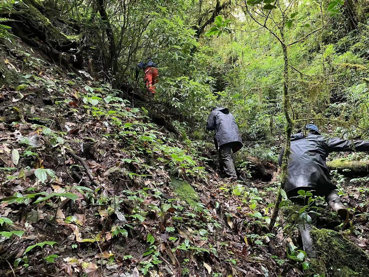 哀牢山4人失踪第8天：雨雾影响救援 重装穿越组24人进山搜索 (http://www.cstr.net.cn/) 资讯 第1张