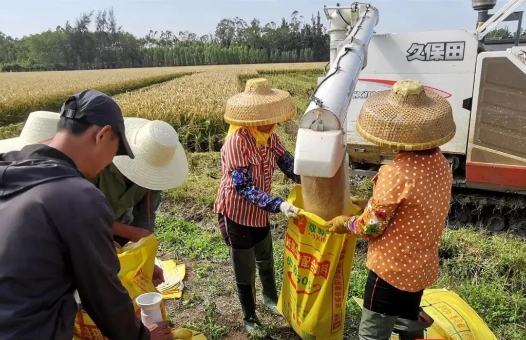 创纪录！海南杂交水稻示范点实现双季亩产3000斤目标 (http://www.airsdon.com/) 国内 第1张