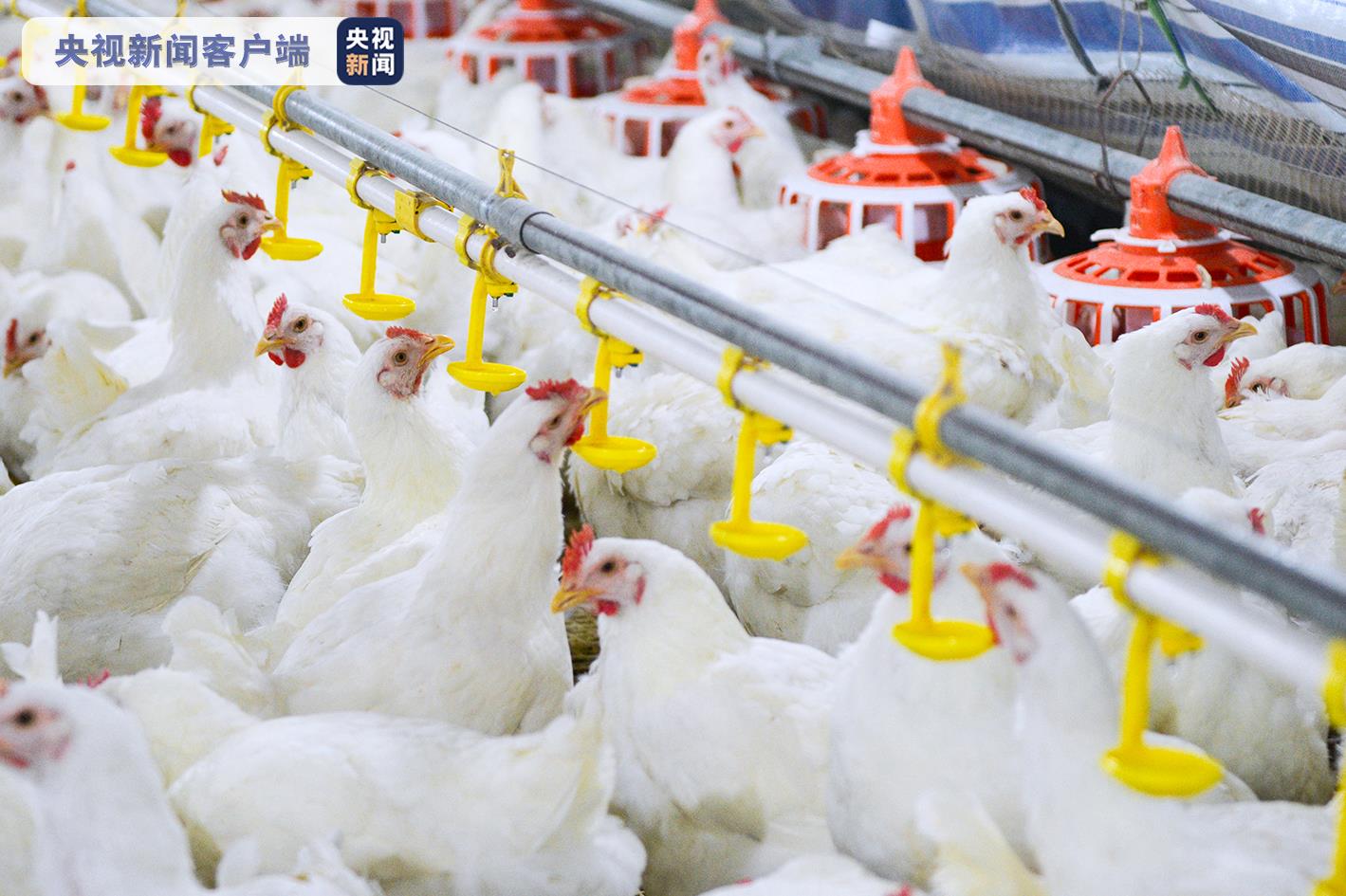 实现“吃鸡自由”！我国首批自主培育的白羽肉鸡品种正式通过审定 (http://www.ix89.net/) 国内 第1张