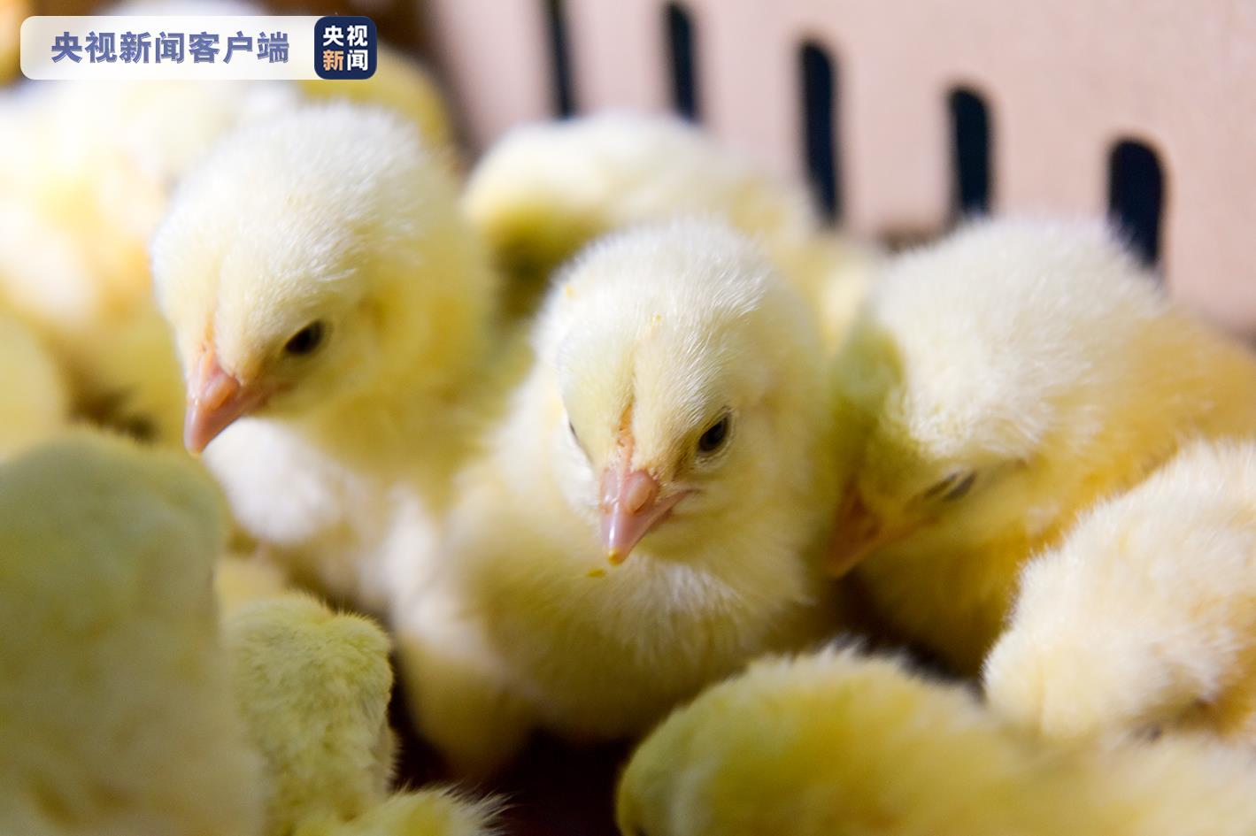 实现“吃鸡自由”！我国首批自主培育的白羽肉鸡品种正式通过审定 (http://www.ix89.net/) 国内 第3张