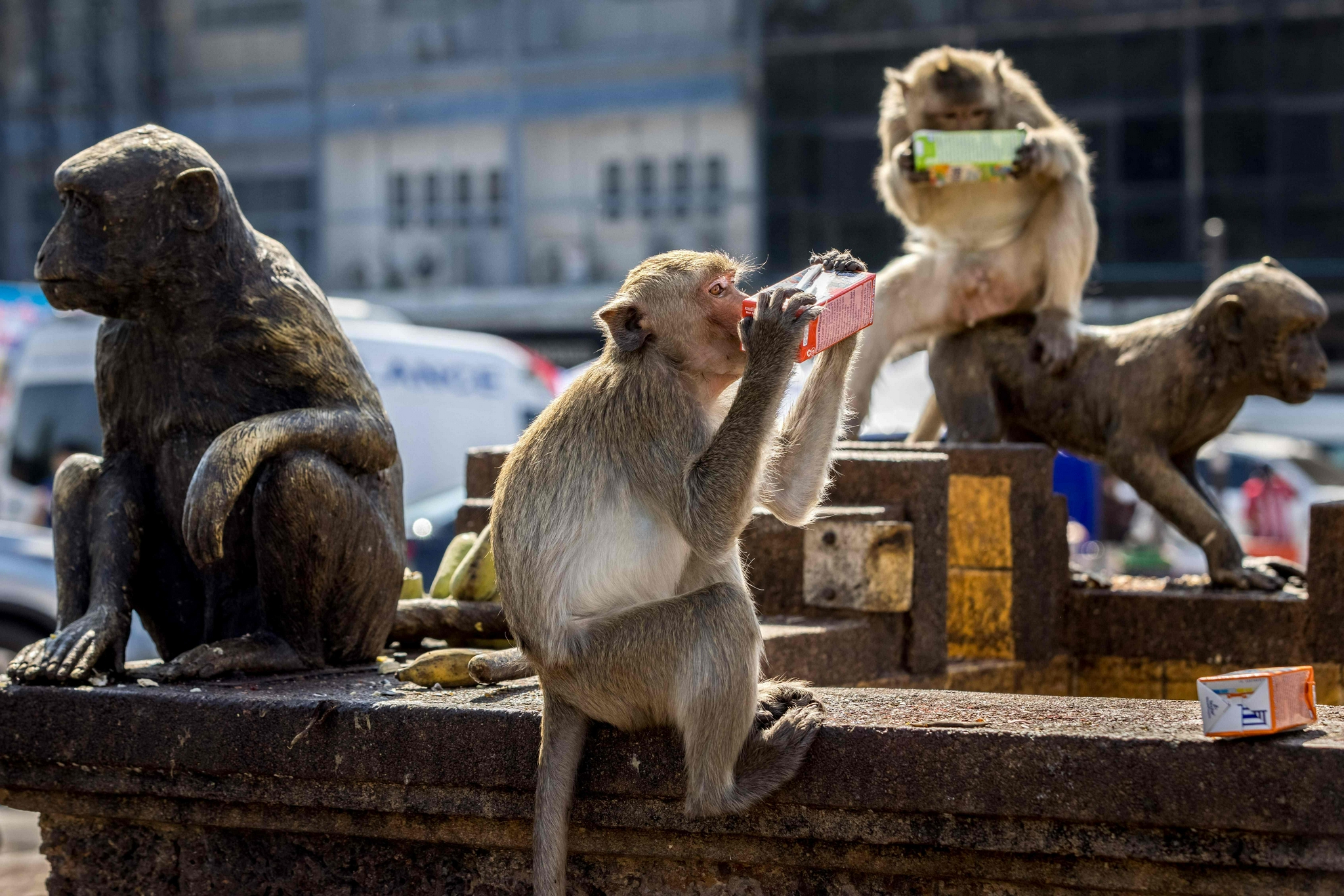 泰国华富里府举办第33届“猴子自助餐节” (http://www.ix89.net/) 国际 第1张