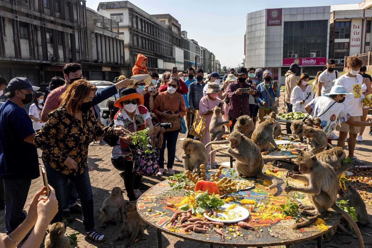 泰国华富里府举办第33届“猴子自助餐节” (http://www.ix89.net/) 国际 第4张