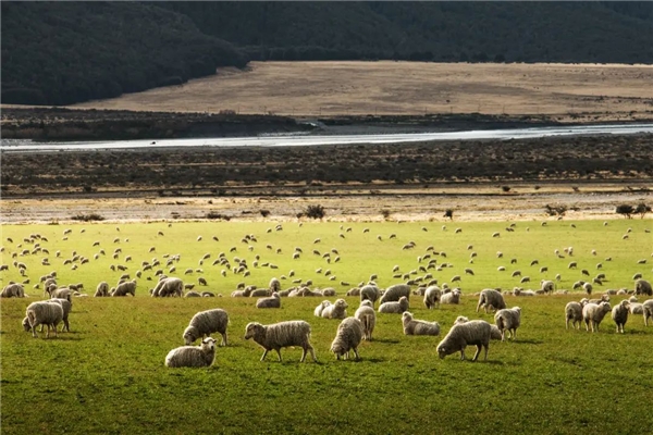 「澳洲羊肉宣传大使」活动开启！MLA联合维州政府举办澳羊品鉴会