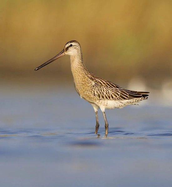  连云港滨海湿地的鸻鹬水鸟——半蹼鹬 拍摄：汤正华