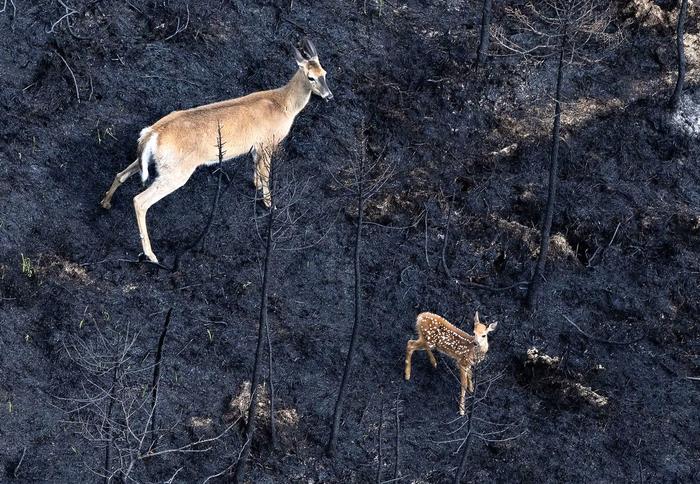 6月22日，加拿大新斯科舍省，一只母鹿和小鹿穿过加拿大谢尔本被烧毁的森林。