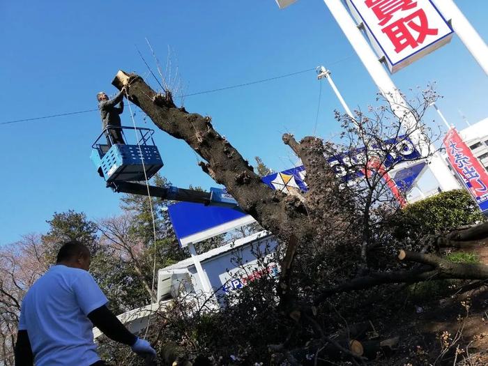 · 2019年，网民拍摄的截断樱花树现场。