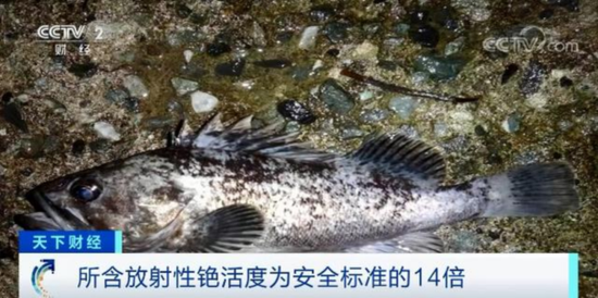 福岛近海捕获的“辐射鱼”。图源：央视新闻。