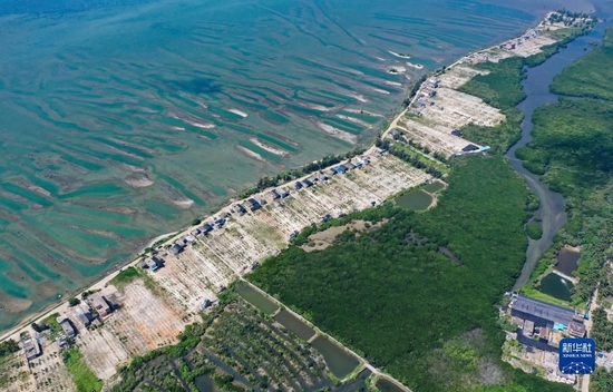 将养殖场和池塘清退后的海南省文昌市冯家湾一类生态红线区，通过种植树木等方式修复生态环境（6月1日摄，无人机照片）。新华社记者 郭程 摄