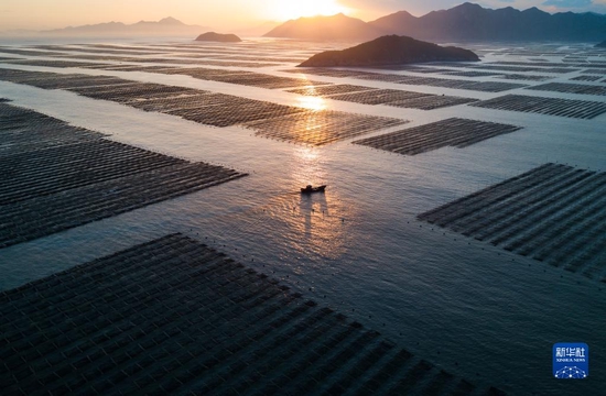 在福建省宁德市霞浦县三沙镇，渔船在夕阳余晖中归港（2020年11月26日摄，无人机照片）。新华社记者 宋为伟 摄