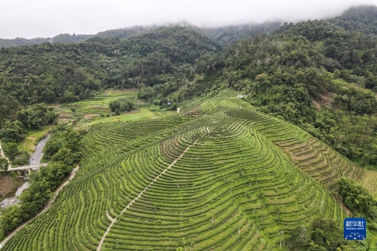  五指山脚下的一个茶园（5月18日摄，无人机照片）。新华社记者 张丽芸 摄