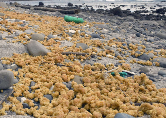 日本种子岛海域漂浮大量黄色物体 专家称罕见
