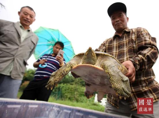 安徽蒙城：20.5斤野生甲鱼被放归大自然 中新社发 胡卫国 摄