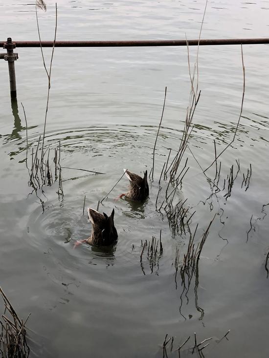 2019年6月8日，两只野鸭在北京玉渊潭公园水中觅食。新华社发 （李亚辉 摄）
