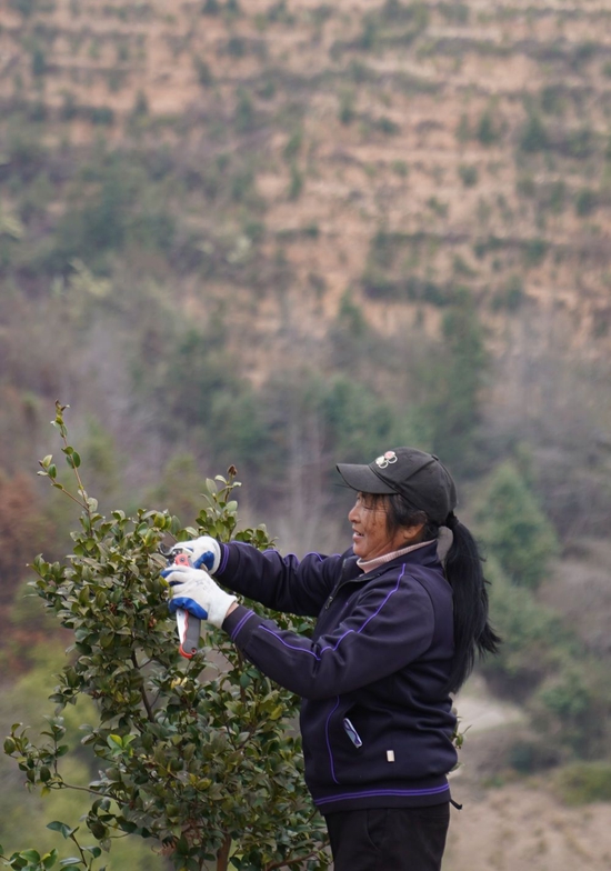  2月24日，在位于江西赣州市经开区湖边镇蛤湖村的白石下油茶基地，农户在修剪植株。新华社记者 周密 摄