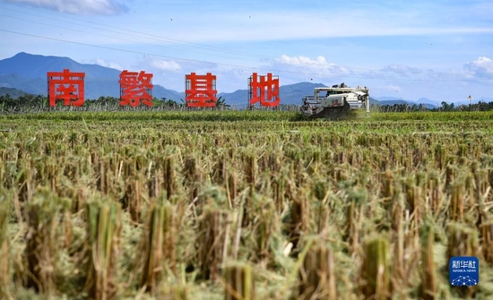  这是在海南省三亚市崖州区（坝头）南繁公共试验基地试验示范点拍摄的稻田（2021年10月26日摄，无人机照片）。新华社记者 郭程 摄