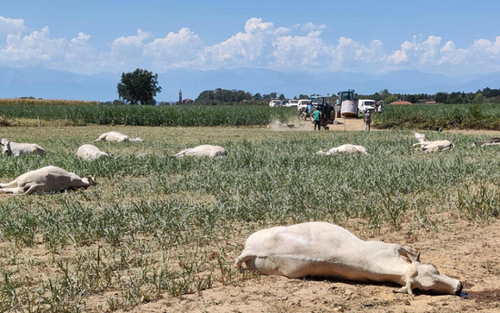  2022年8月18日，意大利都灵附近的一个农场大约50头牛食用高粱幼苗后被毒死，原因是由于干旱摧毁了田地，导致牛没有足够的食物。