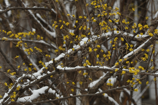 ▲3月18日，北京，中科院北京植物园，雪后的山茱萸开花。图/IC photo