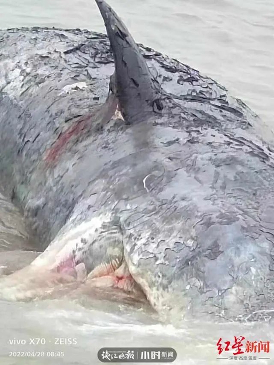 ↑据媒体报道，4月28日，在宁波石浦以东附近海域发现一具鲸鱼尸体。